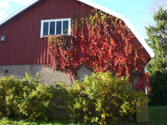 Kukka