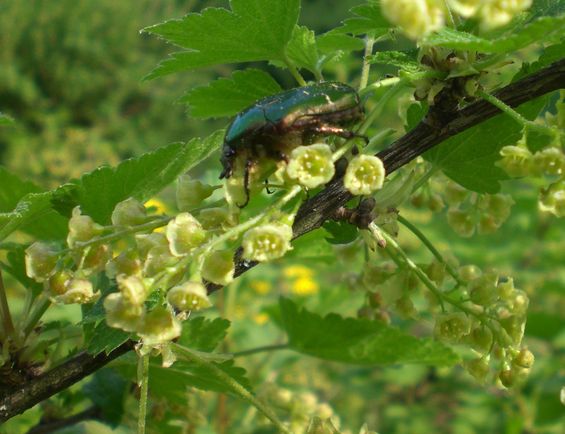 Kukka