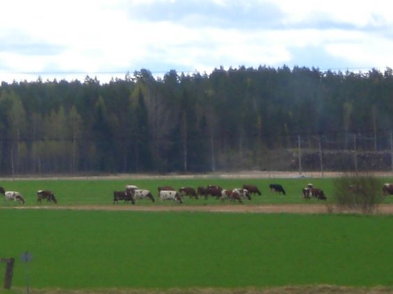 Kukka